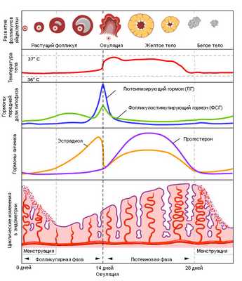 Рис.2. Менструальный цикл