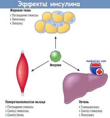Эффекты инсулина