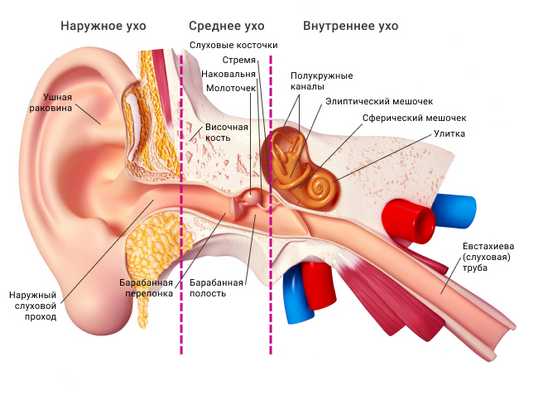 Строение органа слуха