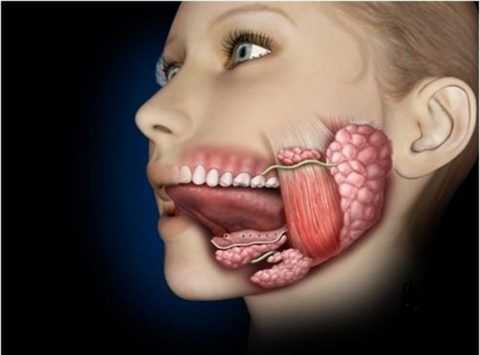 Расположение околочелюстных пространств