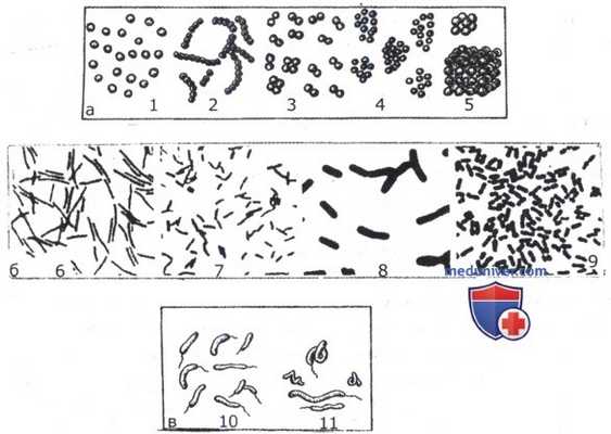 Формы бактерий