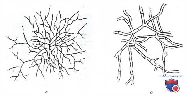 Мицелий почвенных актиномицетов