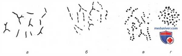 Формы клеток микобактерий
