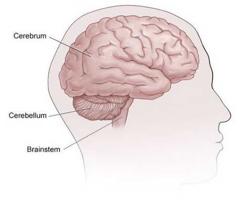 Головной мозг, мозжечок и мозговой ствол