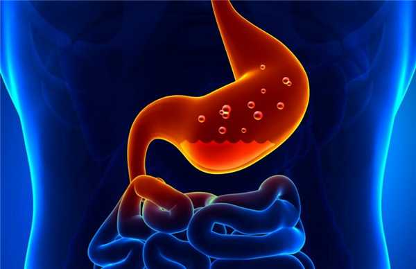 Анатомическое строение желудка