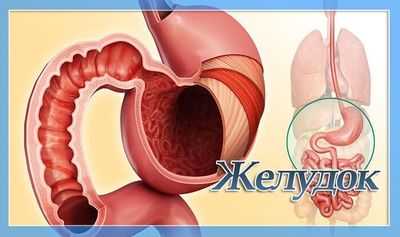 Желудок