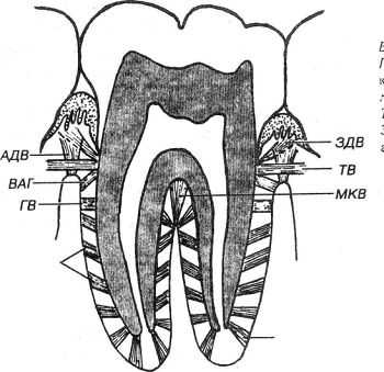 патологическая резорбция и рассасывание корней с интактным периодонтом