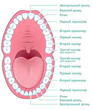 Прорезывание