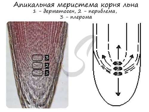 Образовательная ткань