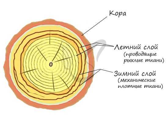 Годичные кольца