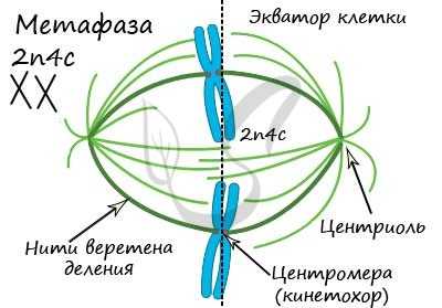 Метафаза митоза