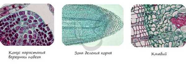 Влияние условий внешней среды на рост растения