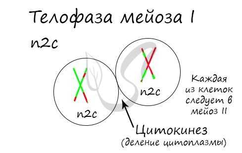 Телофаза мейоза I