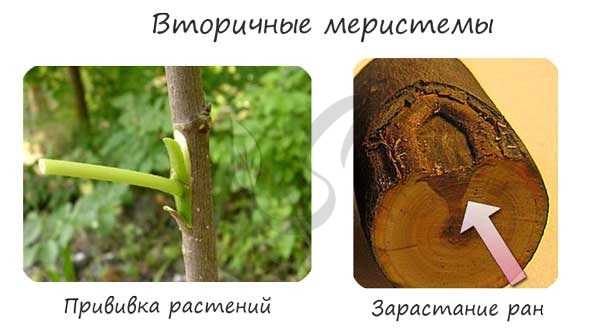 Вторичные меристемы