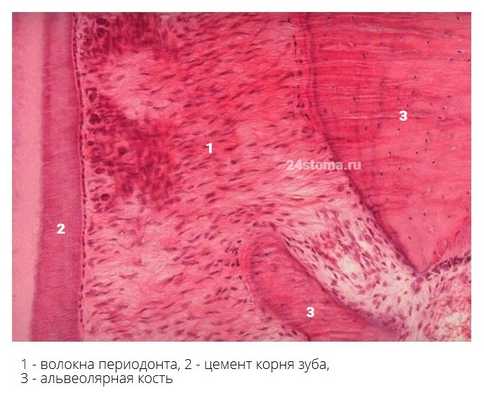 Периодонтальное прикрепление (гистологический препарат, многокорневой зуб)