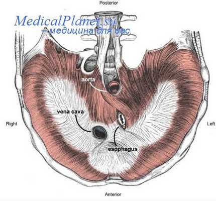 формирование диафрагмы