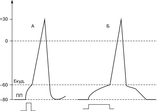 Потенциалы действия, возникающие в ответ на пороговое раздражение коротким (А) и длительным (Б) стимулами Раздражающие стимулы, при воздействии которых получены ответы А и Б