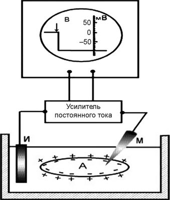 Измерение потенциала покоя мышечного волокна (А) с помощью внутриклеточного микроэлектрода