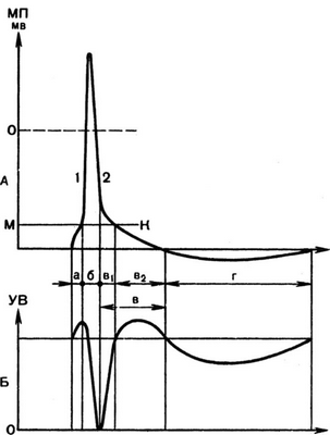 Изменение возбудимости в процессе потенциала действия