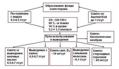 Схема обмена холестерина в организме