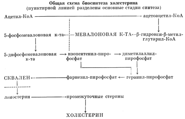 Общая схема биосинтеза холестерина