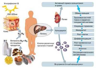 Печень вырабатывает холестерин