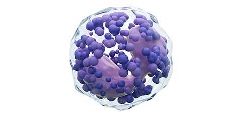 Строение-базофила