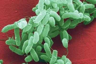 Возбудитель холеры