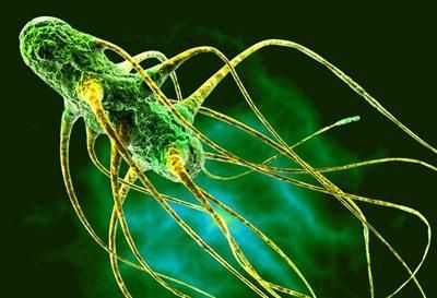 Возбудитель сальмонеллеза