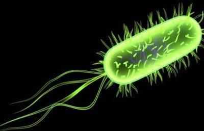 Возбудитель энтеровирус