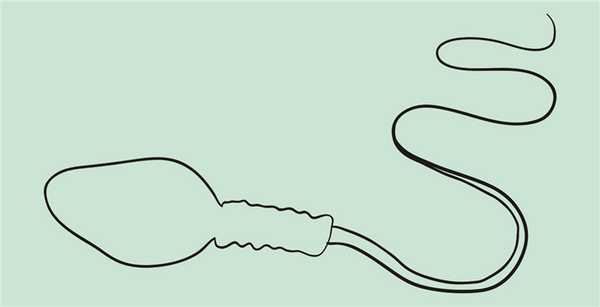 Сперматогенез: как и где образуется сперма