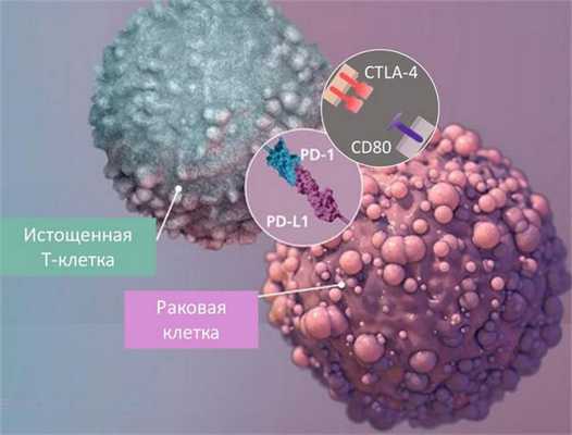 раковая клетка подавляет активность лимфоцита