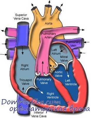 кровообращение в сердце