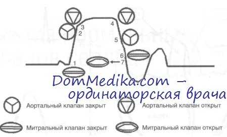 кровообращение в сердце