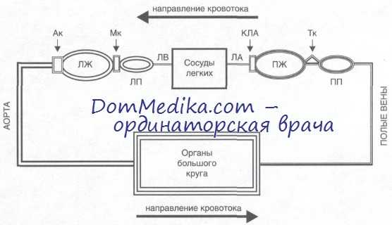 кровообращение в сердце