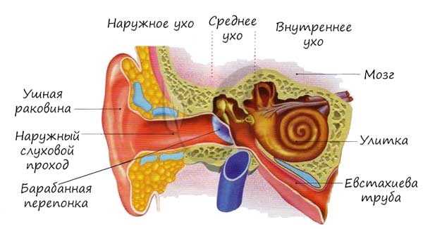 Строение уха