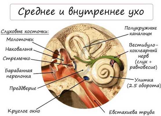 Среднее и внутреннее ухо