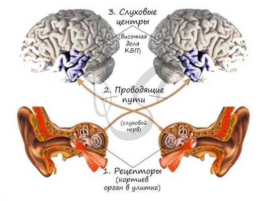Слуховой анализатор