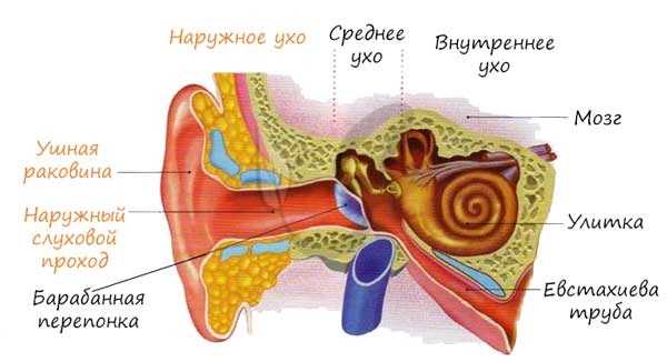 Наружное ухо