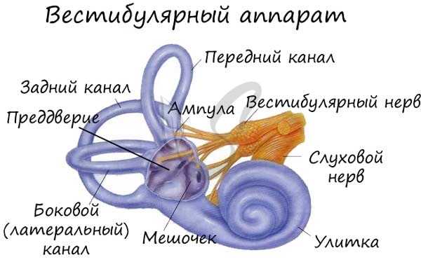 Вестибулярный аппарат