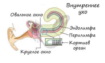 Внутреннее ухо