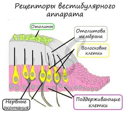 Рецепторы мешочков преддверия