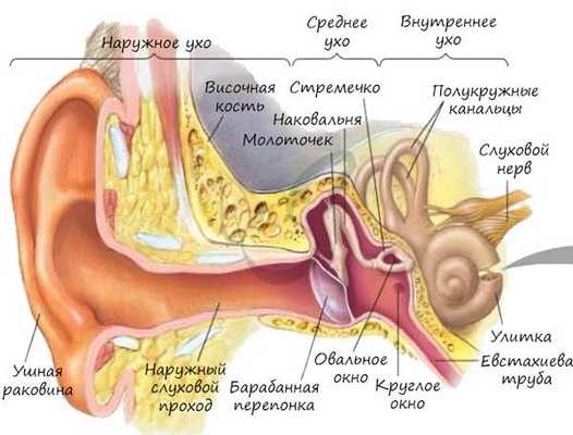 Среднее ухо