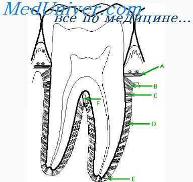 подвижность зубов