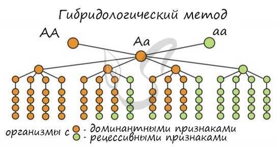 Гибридологический метод