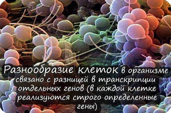 Разнообразие клеток в организме