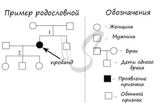 Правила написания родословной