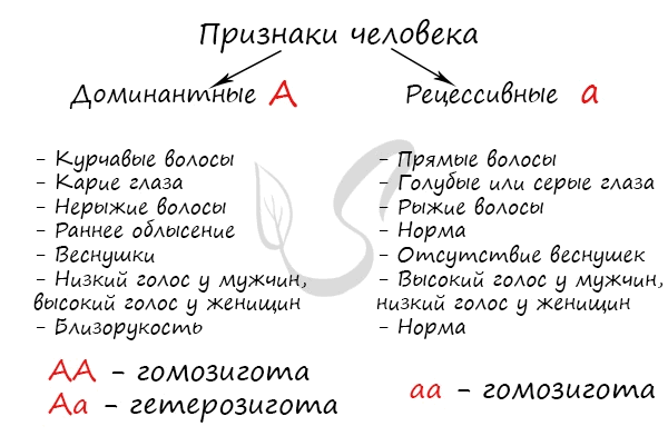 Доминантные и рецессивные признаки