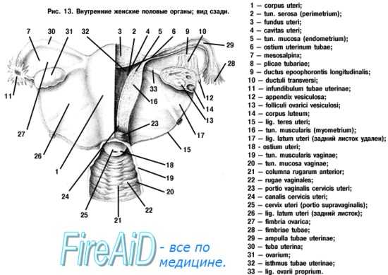 женские половые органы