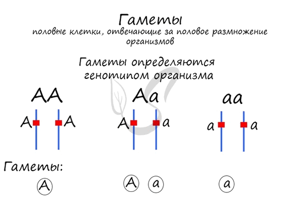 Образование гамет